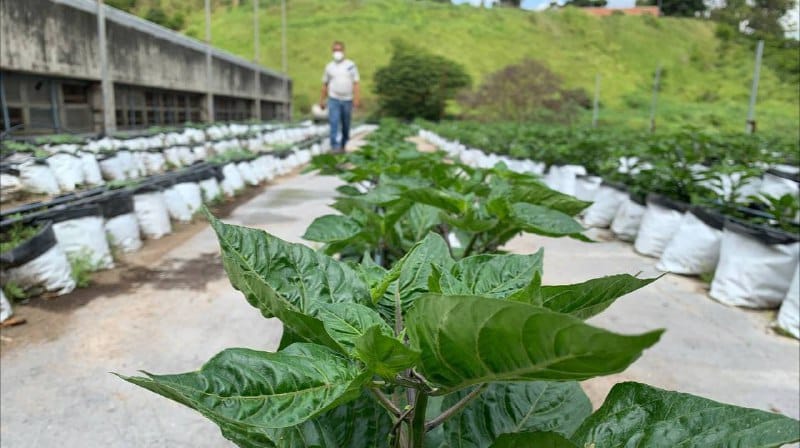 producción 23 de enero
