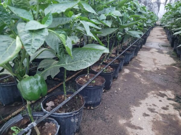produccióncomunal