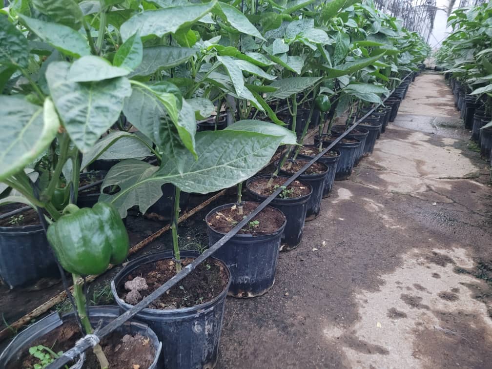 produccióncomunal