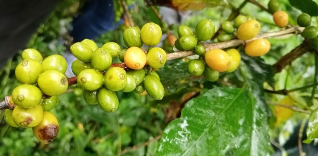 Planta del café en Plan Café Comunal
